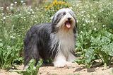BEARDED COLLIE 030